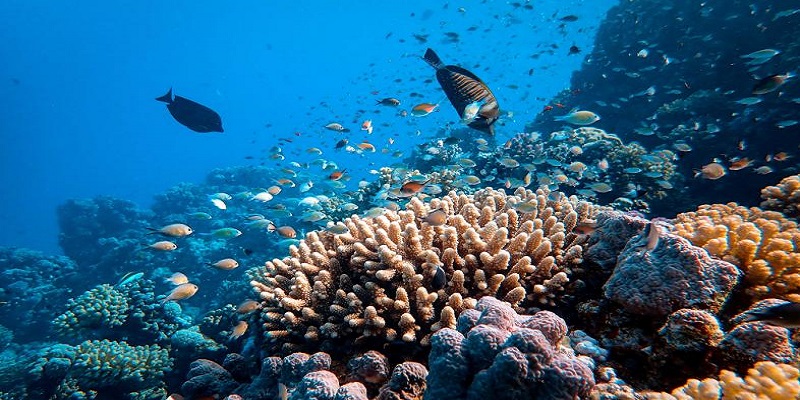 Earth Journalism Network (EJN) Ocean Story Grants 2021 (Up to $2,000)